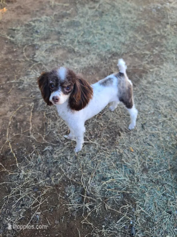 CKC Hershey – Poodle - Toy  puppy for sale in Oklahoma City, OK