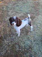 CKC Hershey, a female Poodle - Toy  for sale in Oklahoma City, OK – Photo 1 of 7