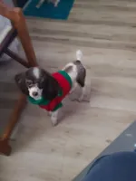 CKC Hershey, a female Poodle - Toy  for sale in Oklahoma City, OK – Photo 3 of 7