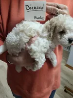 Diamond- CKC male reduced , a male Poodle - Toy  for sale in Oklahoma City, OK – 3 of 7