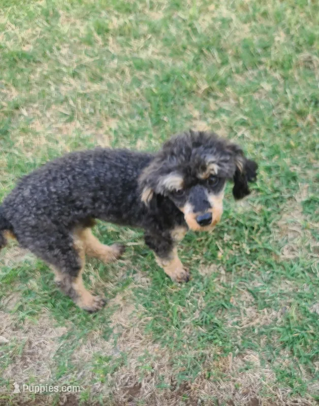 CKC Rumple – Poodle - Toy  puppy for sale in Oklahoma City, OK