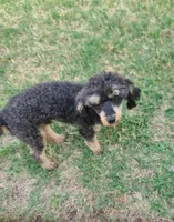 CKC Rumple, a male Poodle - Toy  for sale in Oklahoma City, OK – Photo 1 of 10
