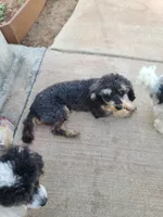 CKC Rumple, a male Poodle - Toy  for sale in Oklahoma City, OK – Photo 4 of 10