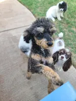 CKC Rumple, a male Poodle - Toy  for sale in Oklahoma City, OK – Photo 10 of 10