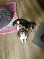 CKC Rumple, a male Poodle - Toy  for sale in Oklahoma City, OK – Photo 8 of 10