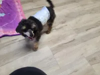 CKC Rumple, a male Poodle - Toy  for sale in Oklahoma City, OK – Photo 7 of 10