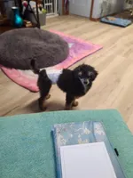 CKC Rumple, a male Poodle - Toy  for sale in Oklahoma City, OK – Photo 3 of 10