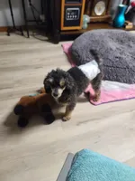 CKC Rumple, a male Poodle - Toy  for sale in Oklahoma City, OK – Photo 5 of 10