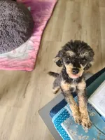 CKC Rumple, a male Poodle - Toy  for sale in Oklahoma City, OK – Photo 2 of 10