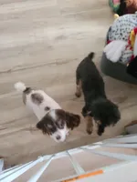 CKC Rumple, a male Poodle - Toy  for sale in Oklahoma City, OK – Photo 6 of 10