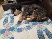 CKC Rumple, a male Poodle - Toy  for sale in Oklahoma City, OK – Photo 9 of 10