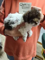 Charlie Brown-On Hold, a male Poodle - Toy  for sale in Oklahoma City, OK – 3 of 10