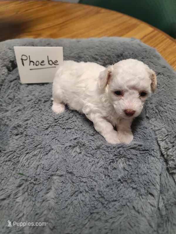 CKC Phoebe-Reduced – Poodle - Toy  puppy for sale in Oklahoma City, OK