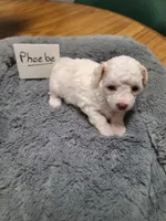 CKC Phoebe-Reduced, a female Poodle - Toy  for sale in Oklahoma City, OK – 1 of 9