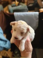 CKC Phoebe-Reduced, a female Poodle - Toy  for sale in Oklahoma City, OK – Photo 4 of 9