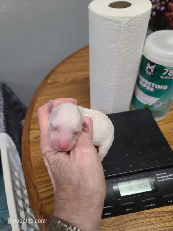 CKC Phoebe F Parti, a female Poodle - Toy  for sale in Oklahoma City, OK – Photo 1 of 4