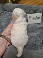 CKC Phoebe-Reduced, a female Poodle - Toy  for sale in Oklahoma City, OK – 3 of 9