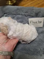CKC Phoebe-Reduced, a female Poodle - Toy  for sale in Oklahoma City, OK – 4 of 9