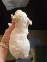 CKC Phoebe-Reduced, a female Poodle - Toy  for sale in Oklahoma City, OK – Photo 3 of 9