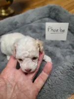 CKC Phoebe-Reduced, a female Poodle - Toy  for sale in Oklahoma City, OK – 2 of 9