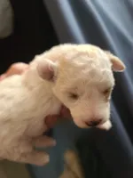 CKC Phoebe-Reduced, a female Poodle - Toy  for sale in Oklahoma City, OK – Photo 2 of 9