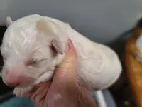 CKC Phoebe-Reduced, a female Poodle - Toy  for sale in Oklahoma City, OK – Photo 6 of 9