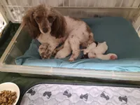 CKC Phoebe-Reduced, a female Poodle - Toy  for sale in Oklahoma City, OK – Photo 8 of 9