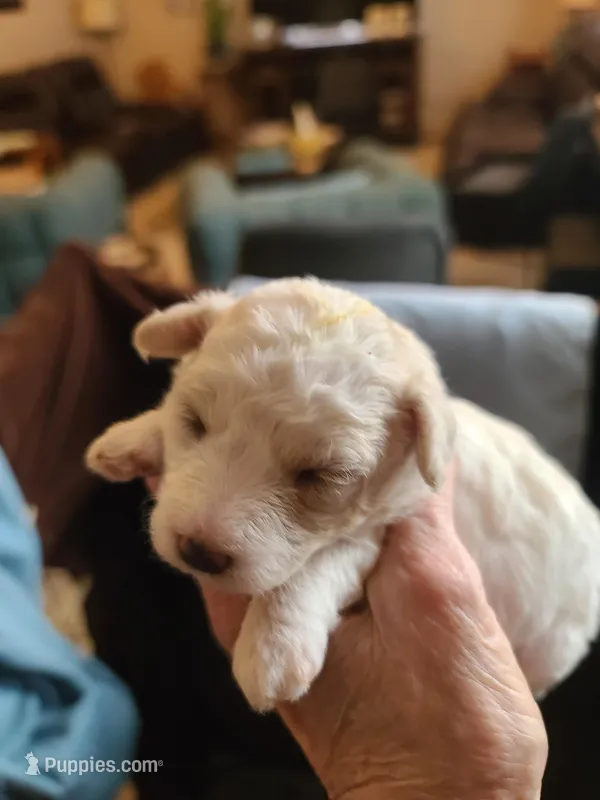 CKC Phoebe F Parti – Poodle - Toy  puppy for sale in Oklahoma City, OK
