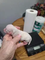 CKC Phoebe F Parti, a female Poodle - Toy  for sale in Oklahoma City, OK – Photo 2 of 4