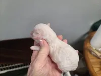 CKC Phoebe-Reduced, a female Poodle - Toy  for sale in Oklahoma City, OK – Photo 7 of 9