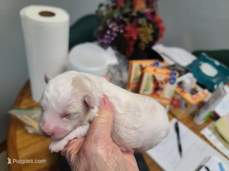 CKC Phoebe F Parti – Poodle - Toy  puppy for sale in Oklahoma City, OK