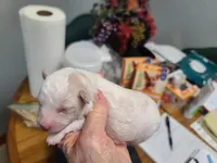 CKC Phoebe-Reduced, a female Poodle - Toy  for sale in Oklahoma City, OK – Photo 5 of 9