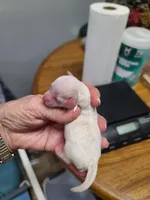 CKC Phoebe F Parti, a female Poodle - Toy  for sale in Oklahoma City, OK – Photo 3 of 4