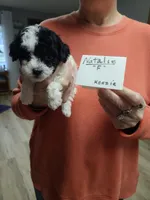Natalie - Reduced, a female Poodle - Toy  for sale in Oklahoma City, OK – 3 of 9