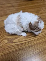 AKC Max 2, a male Poodle - Toy  for sale in Oklahoma City, OK – Photo 7 of 10