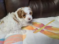 AKC Max 2, a male Poodle - Toy  for sale in Oklahoma City, OK – Photo 2 of 10