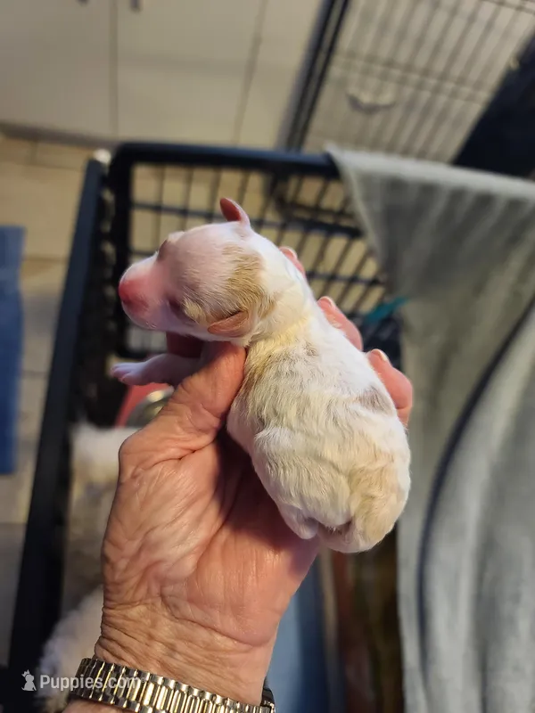 AKC Max 2, a male Poodle - Toy  for sale in Oklahoma City, OK – Photo 1 of 8