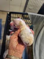 AKC Max 2, a male Poodle - Toy  for sale in Oklahoma City, OK – Photo 1 of 8