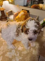 AKC Max 2-Reduced-On Hold, a male Poodle - Toy  for sale in Oklahoma City, OK – Photo 3 of 9