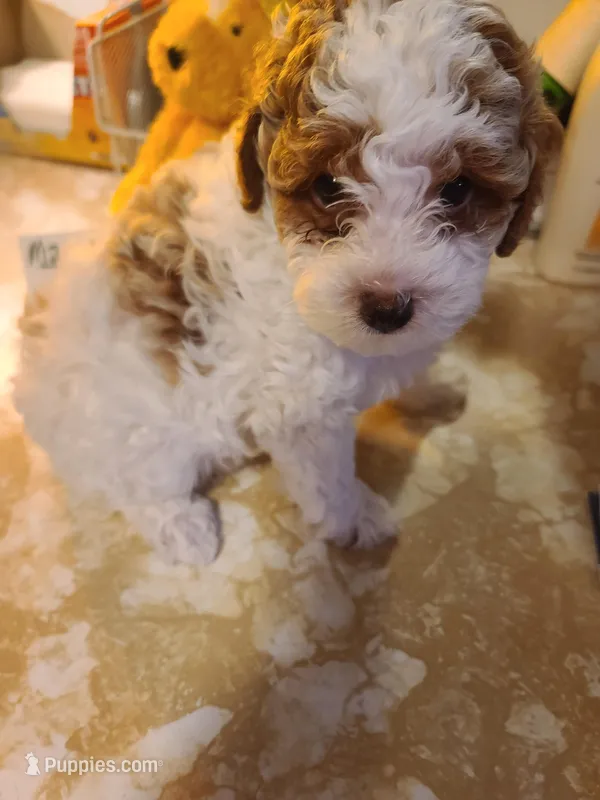 AKC Max 2-Reduced-On Hold – Poodle - Toy  puppy for sale in Oklahoma City, OK