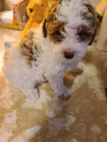 AKC Max 2-Reduced-On Hold, a male Poodle - Toy  for sale in Oklahoma City, OK – Photo 1 of 9