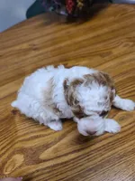 AKC Max 2, a male Poodle - Toy  for sale in Oklahoma City, OK – Photo 8 of 10