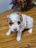 AKC Max 2, a male Poodle - Toy  for sale in Oklahoma City, OK – Photo 6 of 10