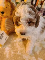 AKC Max 2-Reduced-On Hold, a male Poodle - Toy  for sale in Oklahoma City, OK – Photo 2 of 9
