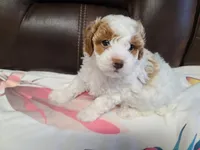 AKC Max 2, a male Poodle - Toy  for sale in Oklahoma City, OK – Photo 1 of 10