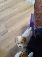 AKC Max 2-Reduced-On Hold, a male Poodle - Toy  for sale in Oklahoma City, OK – Photo 6 of 9