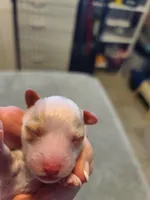 AKC Max 2, a male Poodle - Toy  for sale in Oklahoma City, OK – Photo 3 of 8