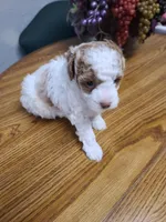 AKC Max 2, a male Poodle - Toy  for sale in Oklahoma City, OK – Photo 4 of 10