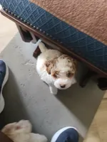 AKC Max 2-Reduced-On Hold, a male Poodle - Toy  for sale in Oklahoma City, OK – Photo 5 of 9