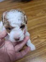 AKC Max 2, a male Poodle - Toy  for sale in Oklahoma City, OK – Photo 5 of 10